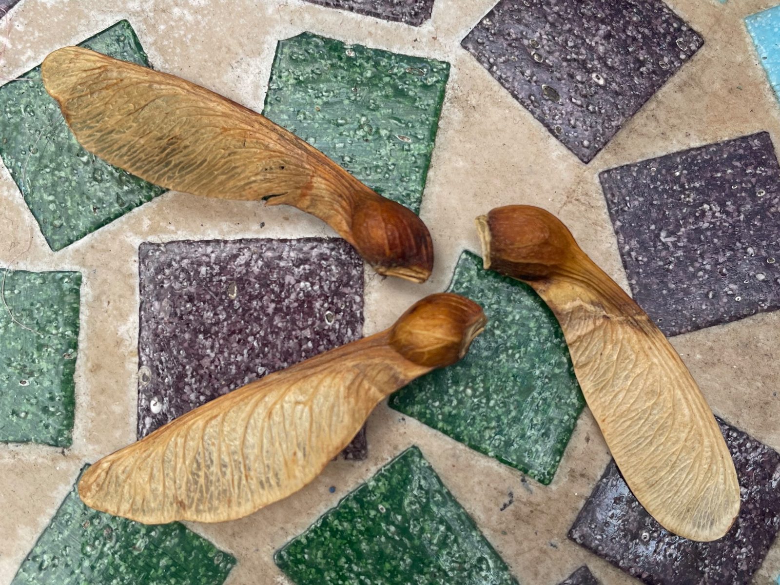 Three sycamore seeds with papery wings resting on a mosaic garden table